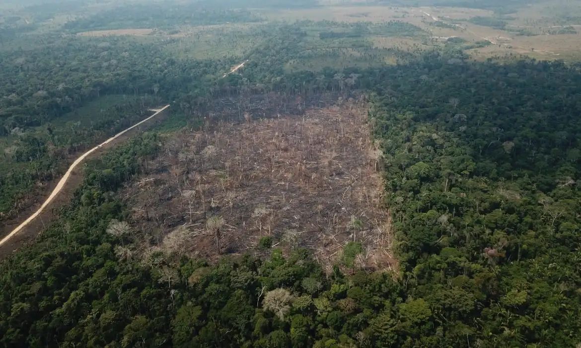 Cobertura florestal mundial perde 3,7 milhões de hectares em 2023