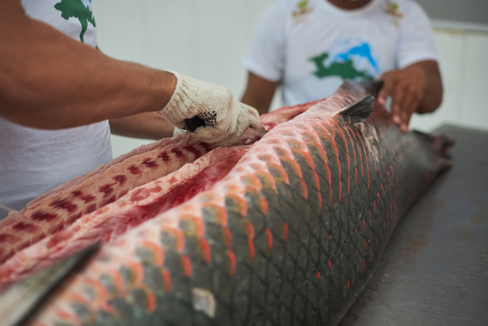 Amazônia pirarucu peixe