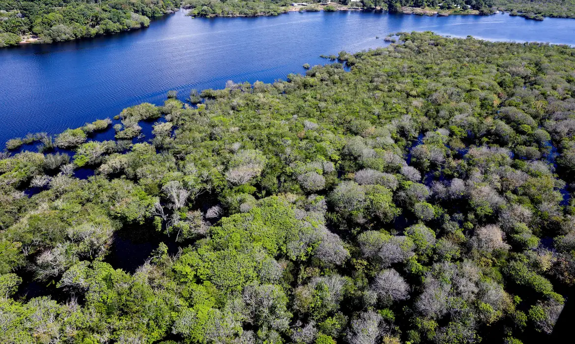 reflorestamento Amazônia