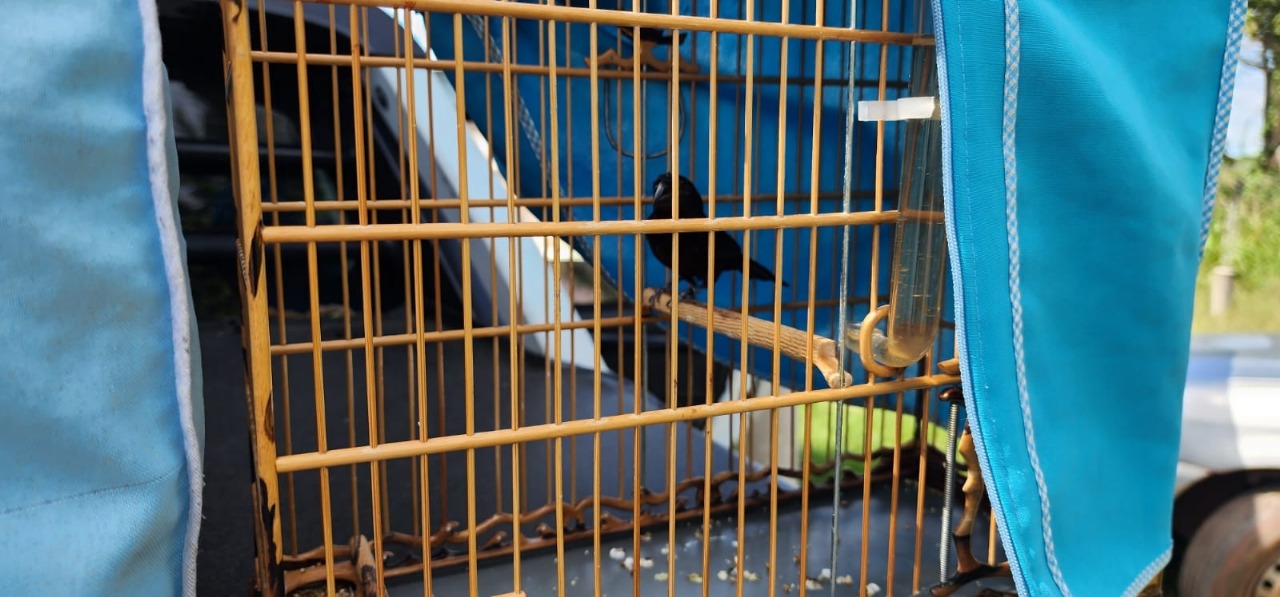 Ipaam e Batalhão Ambiental da PM autuam três pessoas por passarinhar ilegalmente em Iranduba