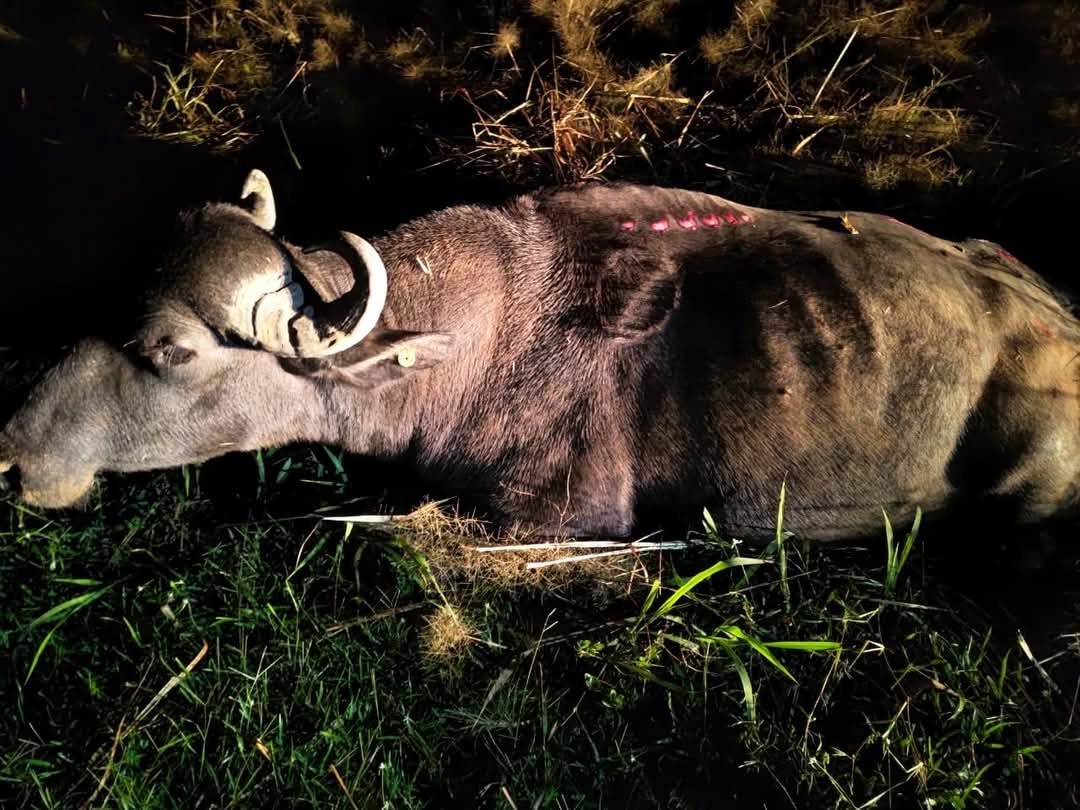 Adolescente morre após colisão com búfalo na estrada de Novo Remanso, em Itacoatiara