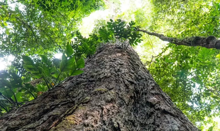 Amazônia