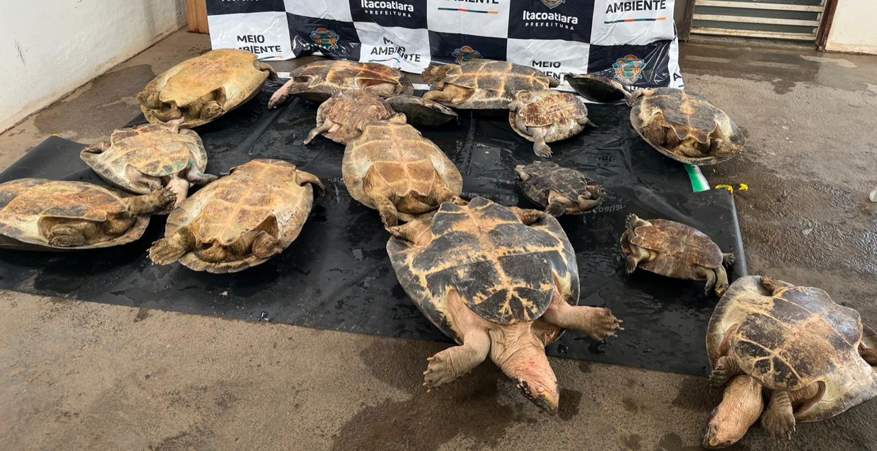 Homem é detido com tartarugas, tracajás e madeira ilegal no Rio Amazonas, em Itacoatiara