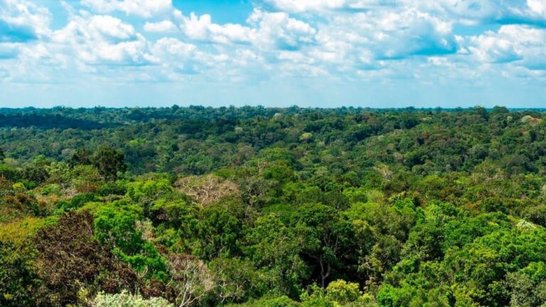 Amazonas