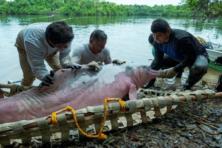 Amazônia