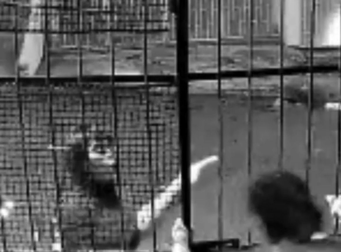 Jovem é morta a tiros por vizinho em Manaus; vídeo mostra briga antes do crime