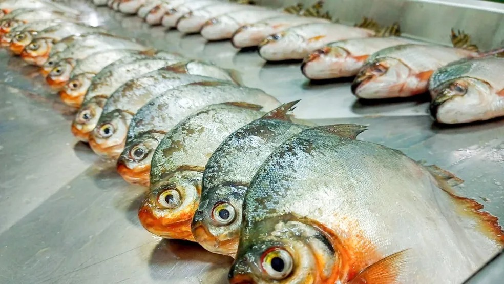 Três casos da Doença de Haff são confirmados em Itacoatiara após consumo de peixe