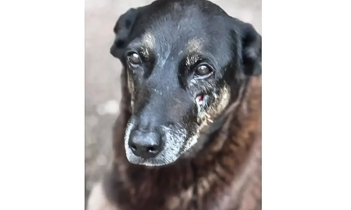 Adolescentes suspeitos de matar o cão Orelha voltam ao Brasil