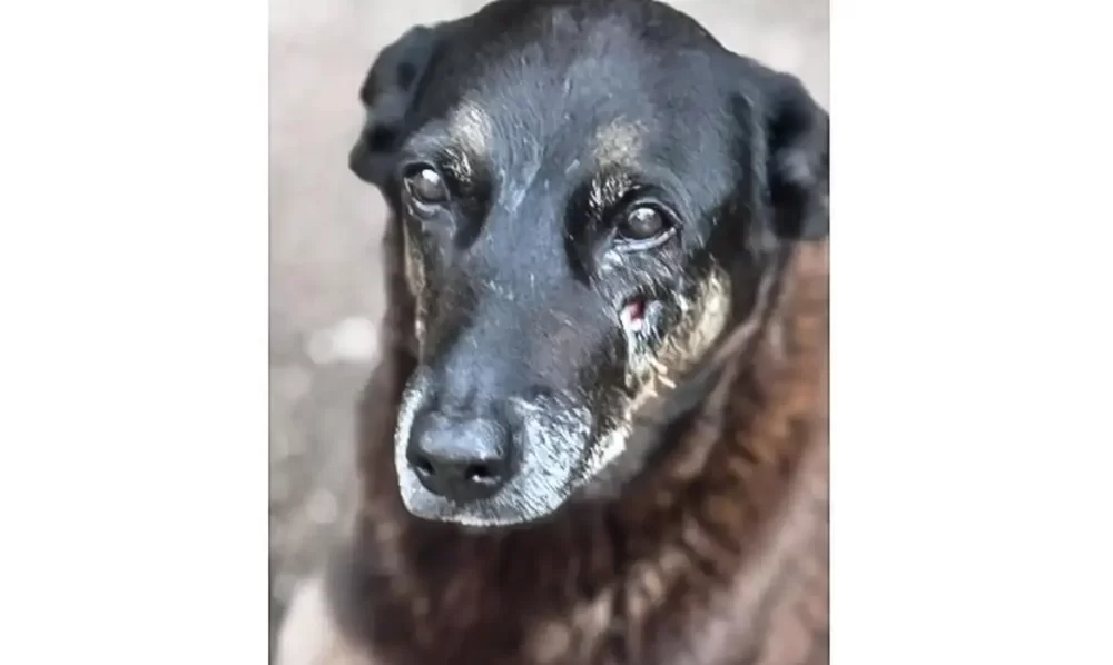 Saiba que sanções podem ser aplicadas a adolescentes que mataram cão Orelha