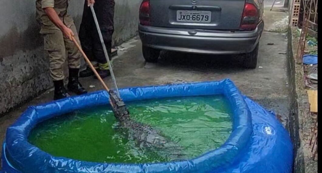 Em Manaus, dona de casa encontra jacaré em piscina de plástico e aciona o Corpo de Bombeiros para o resgate