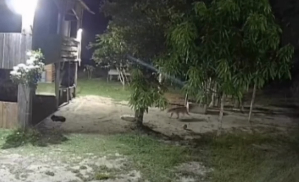 Onça é flagrada tentando atacar cachorro em sítio no interior do Amazonas