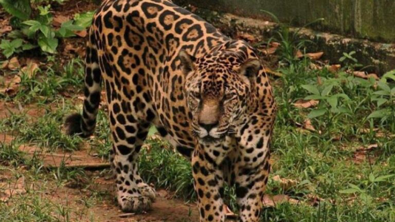 Onça-pintada