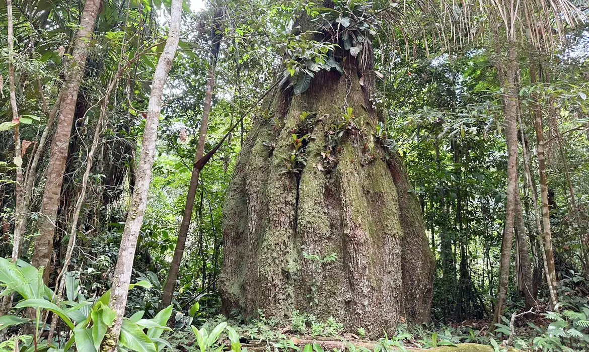Amazonas