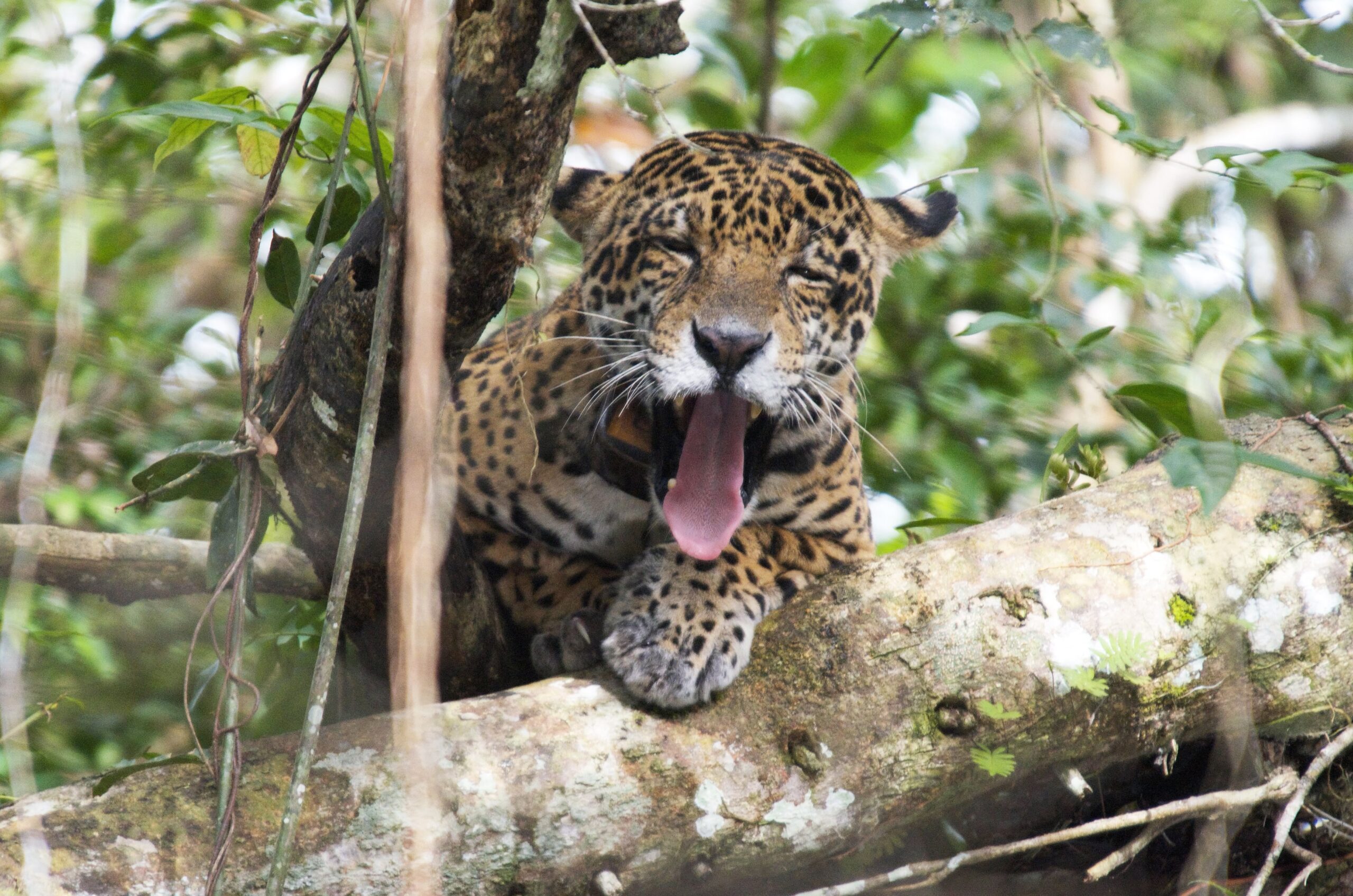 Onça-pintada: estudo identifica em 11 países e territórios a “espinha dorsal” da conservação da espécie